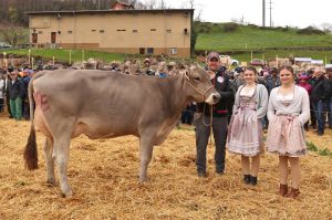 Schneuter mittlere Khe Braunvieh  STONFIRE CH 120.1470.1256.7 SUPERSTAR Kennel Markus Charenwldli 1 Steinerberg